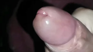 276 stallion porn videos